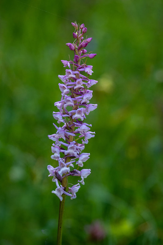 Gymnadenia conopsea