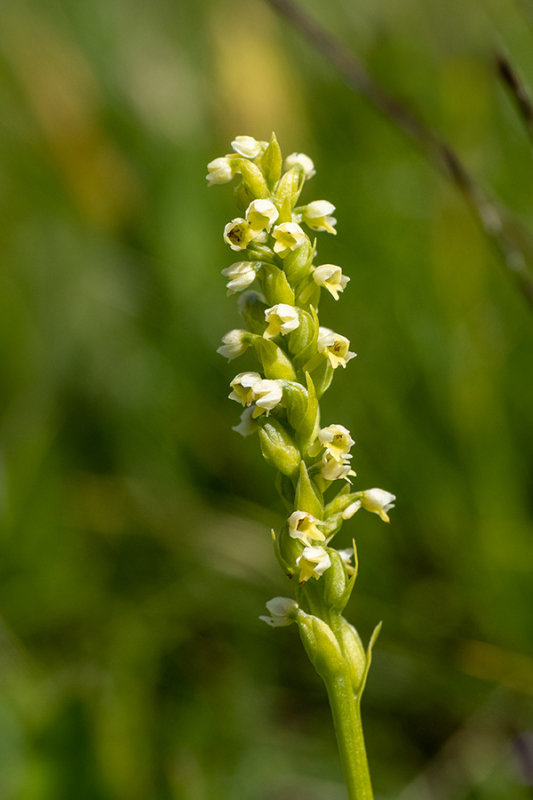 Pseudorchis albida