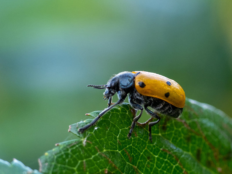 Lachnaia sexpunctata