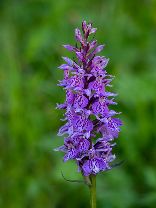 Dactylorhiza fuchsii