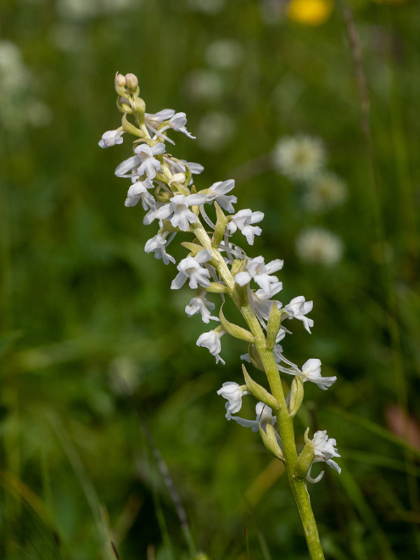 Gymnadenia conopsea