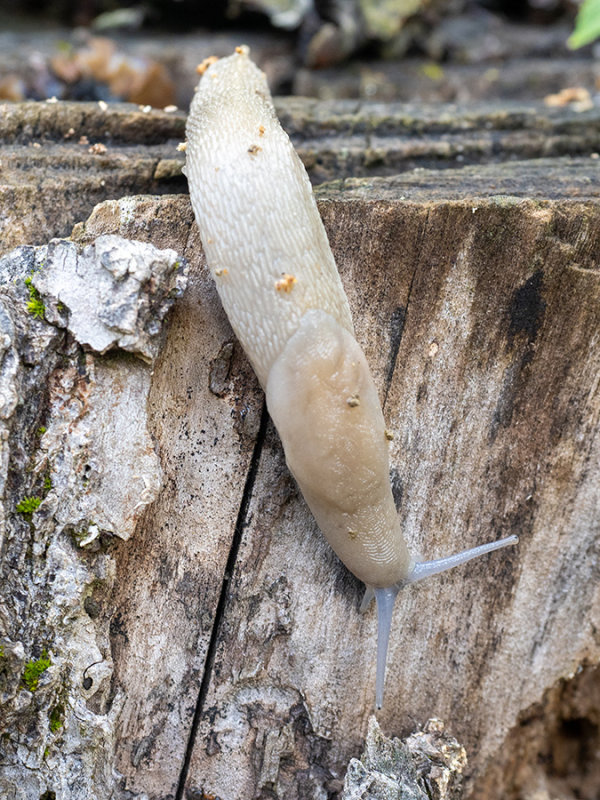 Deroceras reticulatum   