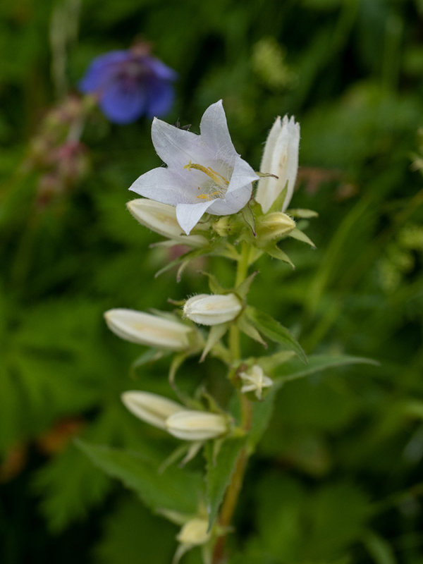 Campanula trachelium  