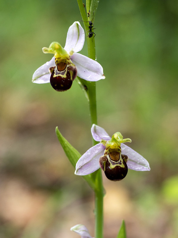 Ophrys apifera  