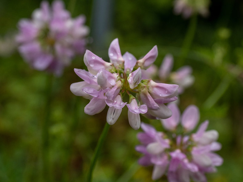 Securigera varia  