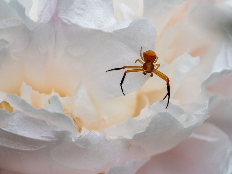 Misumena vatia