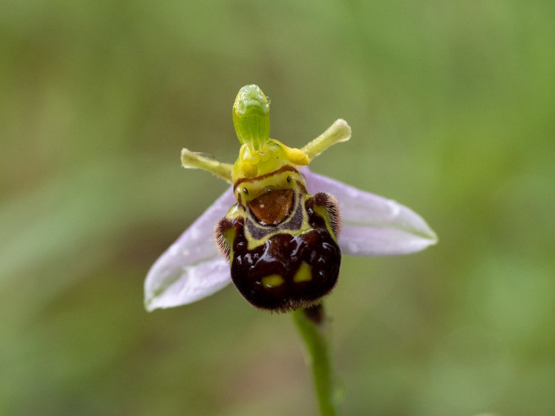 Ophrys apifera  