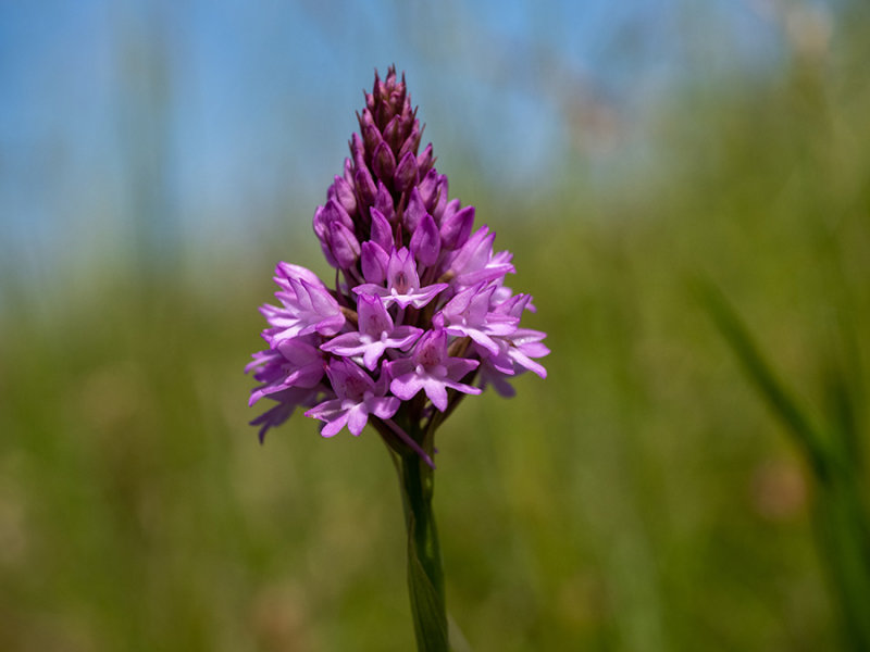 Anacamptis pyramidalis