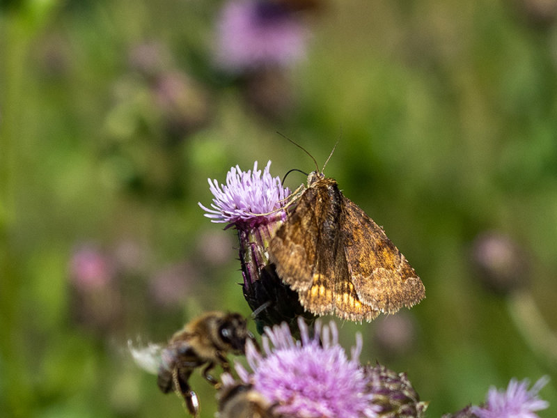 Euclidia glyphica   