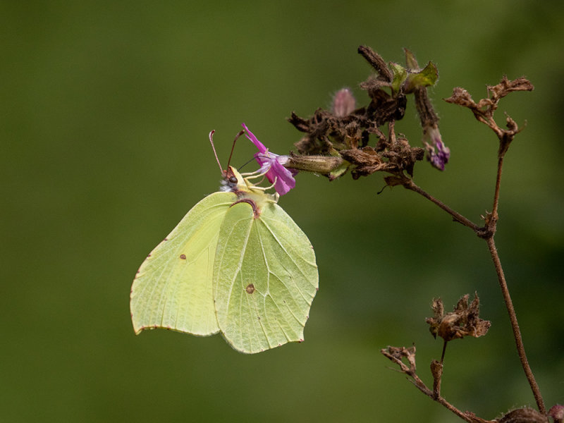 Gonepteryx rhamni