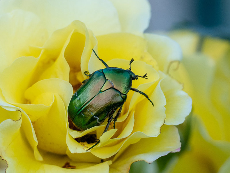 Cetonia aurata   