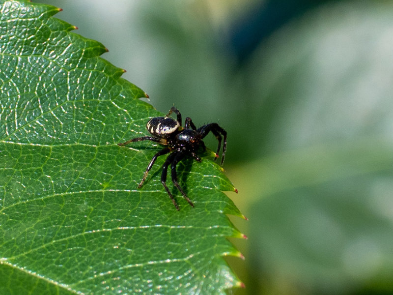 Synaema globosum