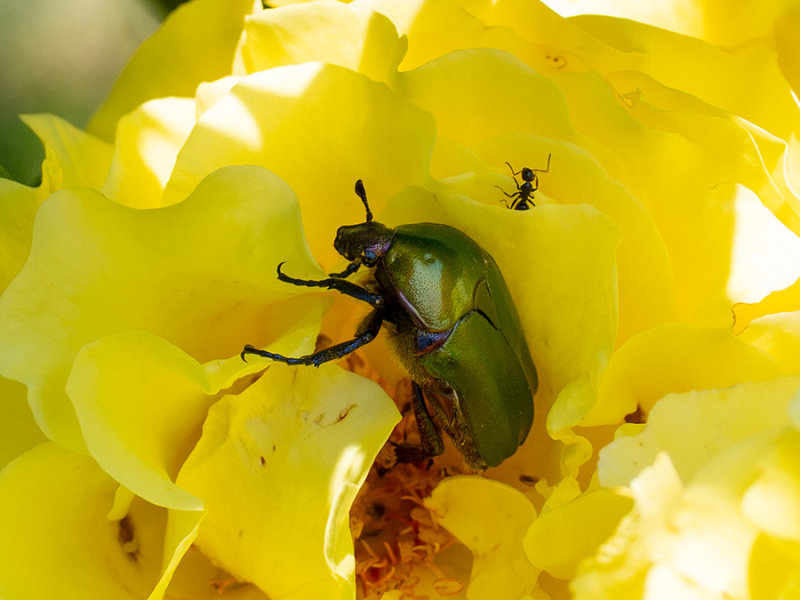 Protaetia aerigunosa