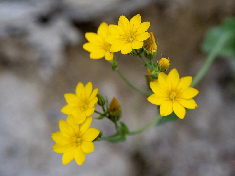 Blackstonia perfoliata    