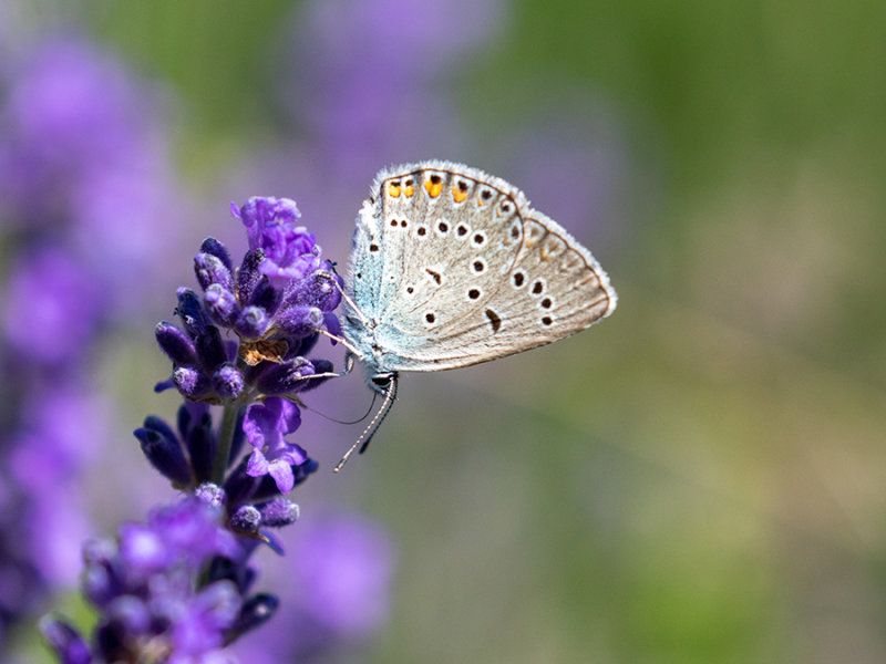 Polyommatus icarus     