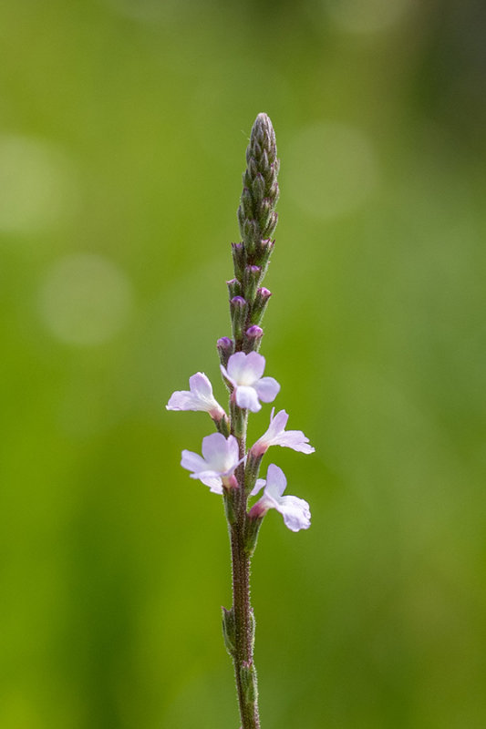 Verbena officinalis   