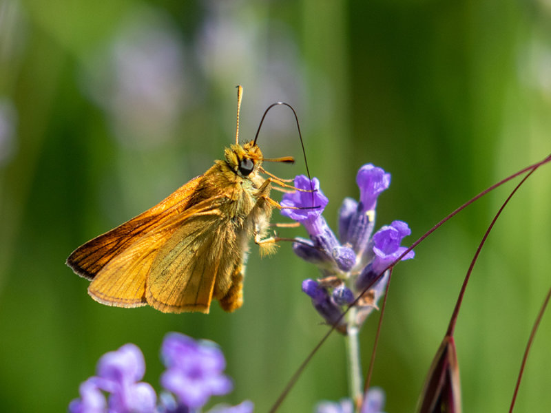 Ochlodes Sylvanus   