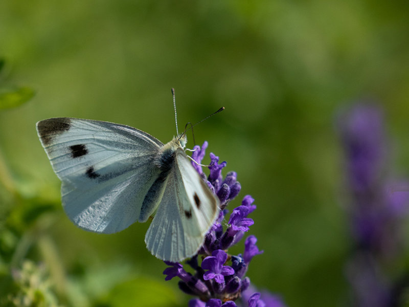 Pieris mannii  