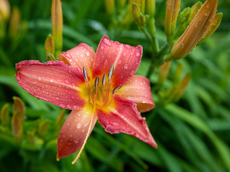 Hemerocallis    