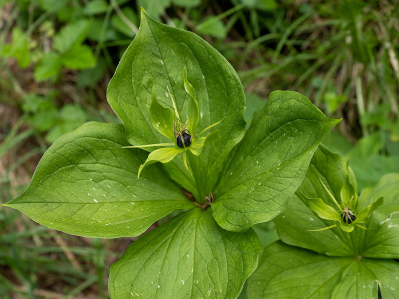 Paris quadrifolia   