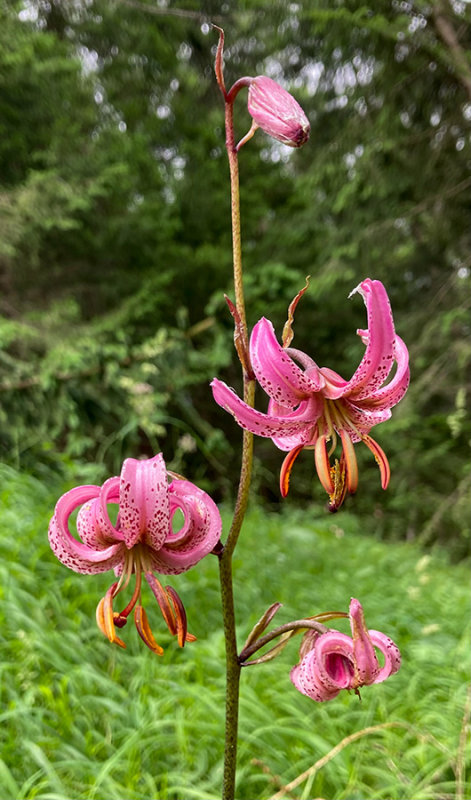 Lilium martagon