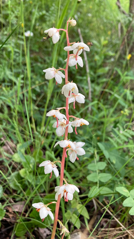Pyrola rotundifolia   