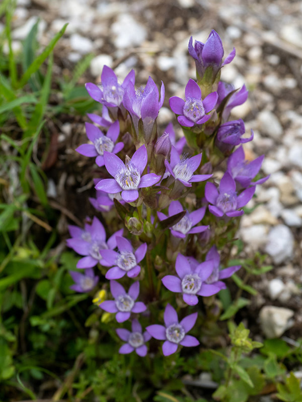 Gentianella germanica   