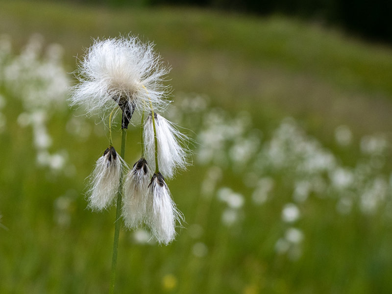 Eriophorum  