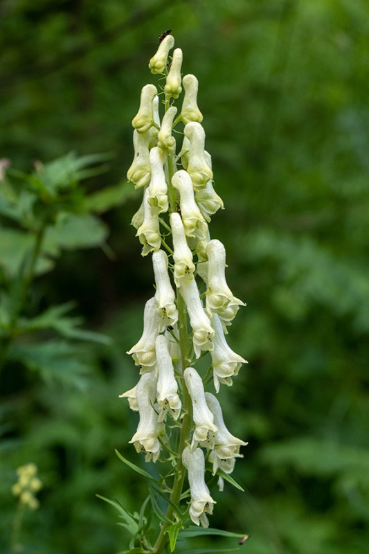 Aconitum lycoctonum