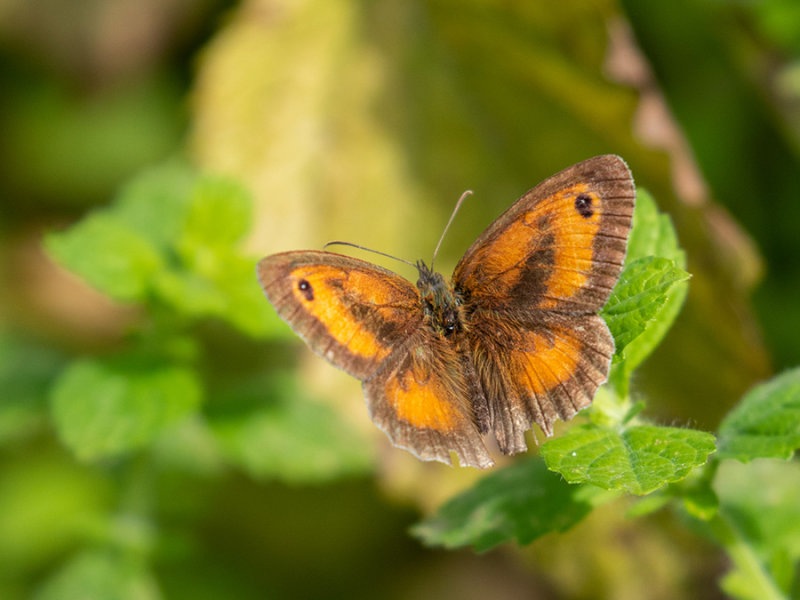 Pyronia tithonus  