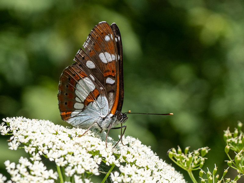 Limenitis reducta