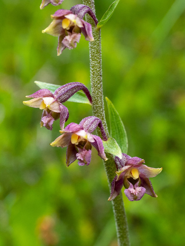 Epipactis atrorubens  
