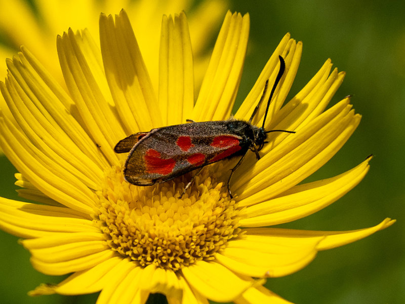 Zygaena filipendulae  