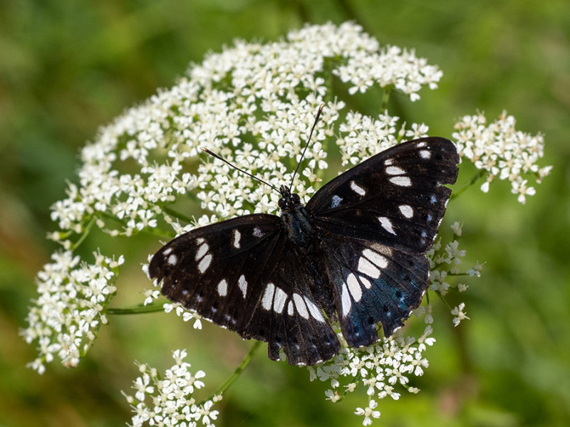 Limenitis reducta