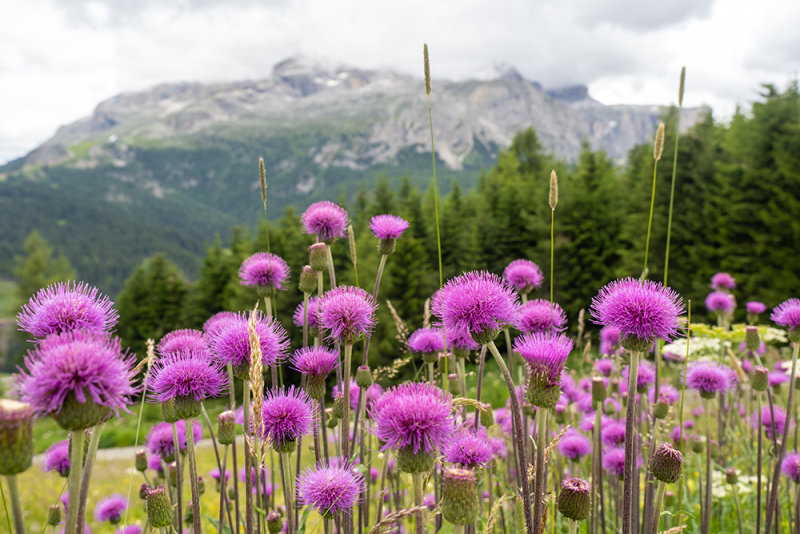 Cirsium dissectum   