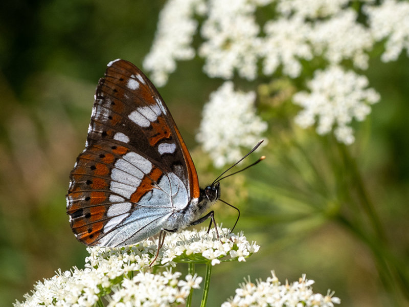 Limenitis reducta