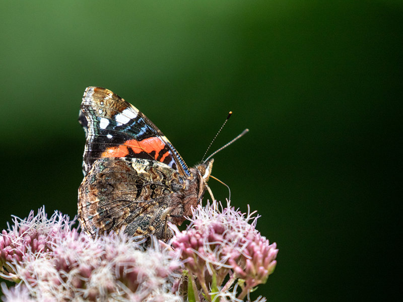 Vanessa atalanta