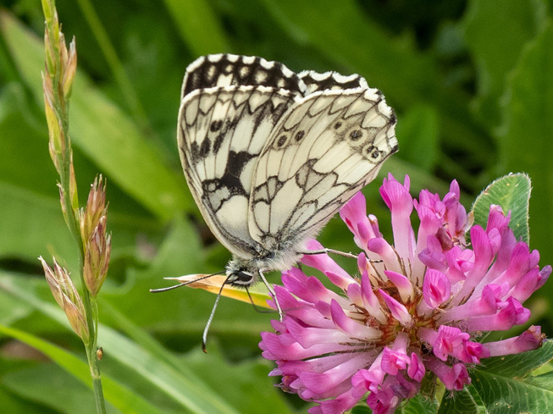 Melanargia galathea