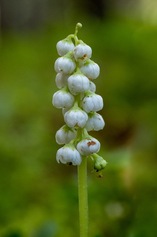 Pyrola minor   