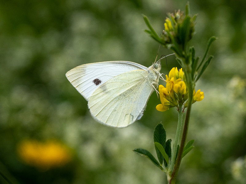 Pieris rapae    