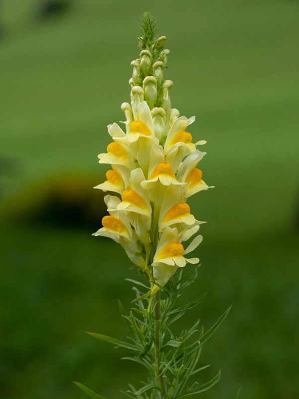 Linaria vulgaris  