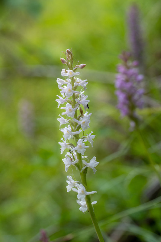 Gymnadenia odoratissima