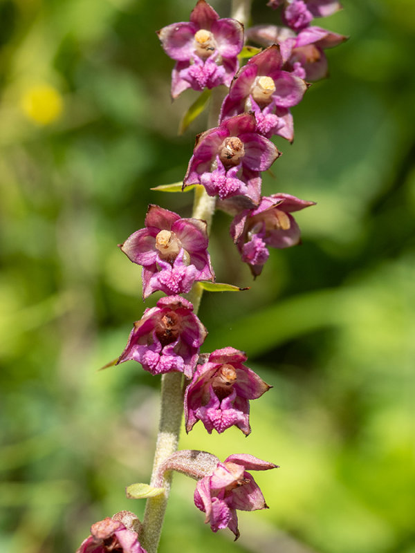 Epipactis atrorubens