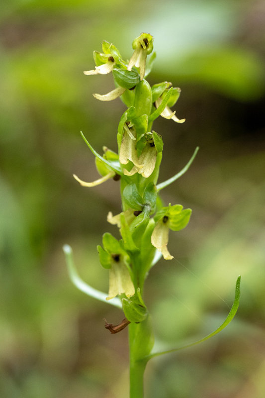 Coeloglossum viride