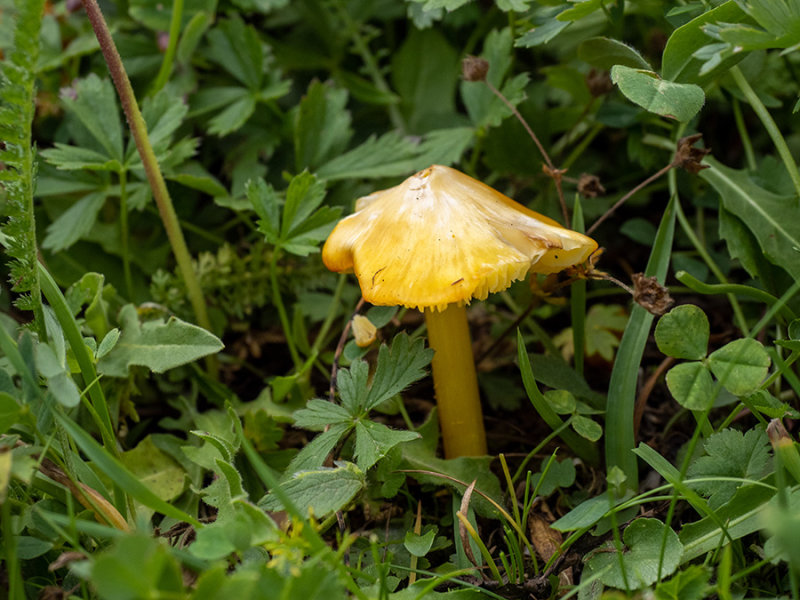 Hygrocybe acutoconica  