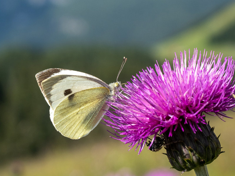 Pieris brassicae  on Cirsium dissectum  