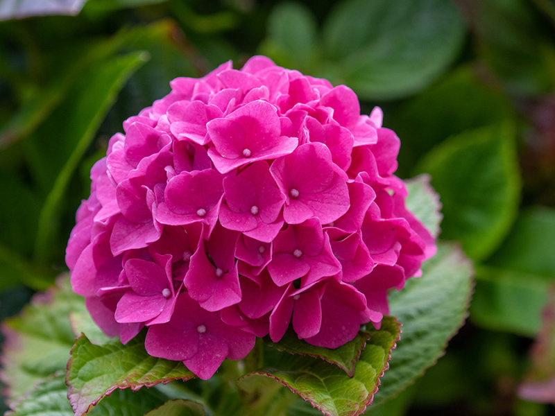 Hydrangea   