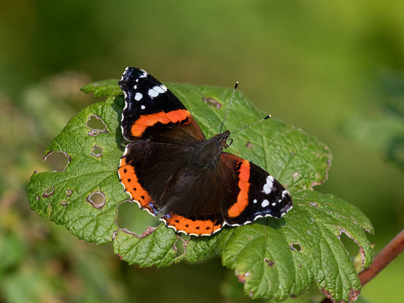 Vanessa atalanta   