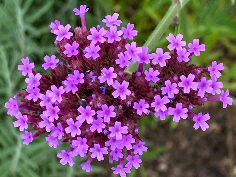 Verbena bonariensis   