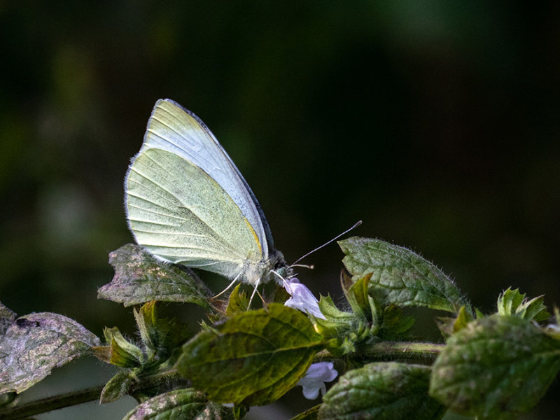 Pieris rapae    